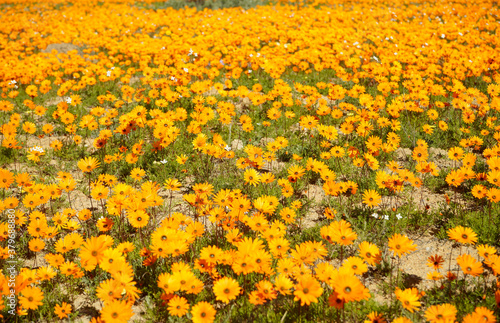 Field of bright yellow flowers