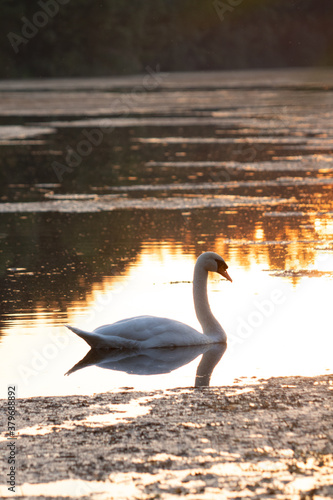 swan at sunset