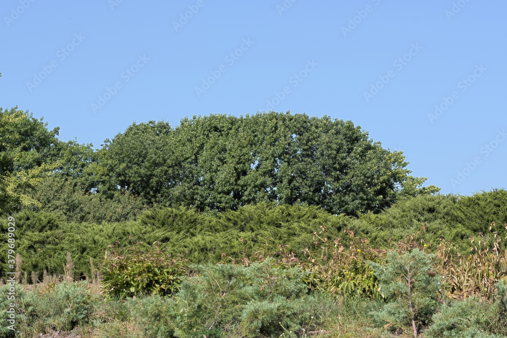 Nature background forest