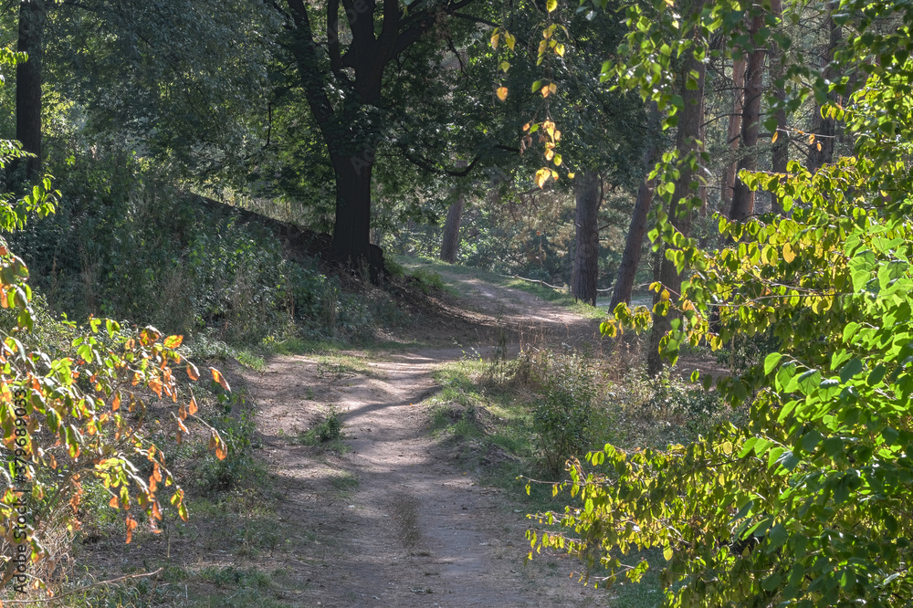 Fototapeta premium Nature background forest