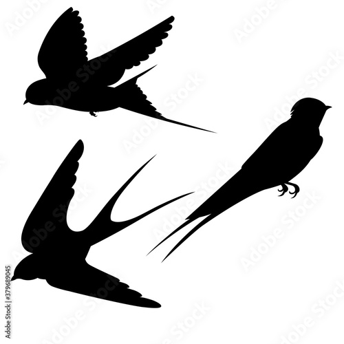 Three silhouettes of a flying swallow