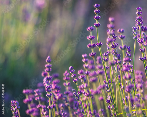 Lavender in the summer with copyspace