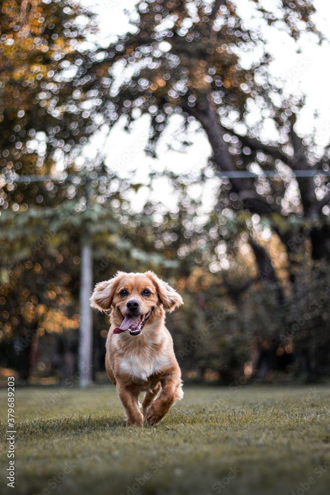 happy dog in the park, running towards
