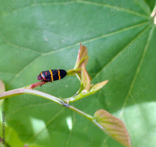 A close top down view of a Two Lined Spittlebug as it rests contendly on the stem of a grape leaf in Missouri. A bokeh background draws attention to the insect and provides copy space.