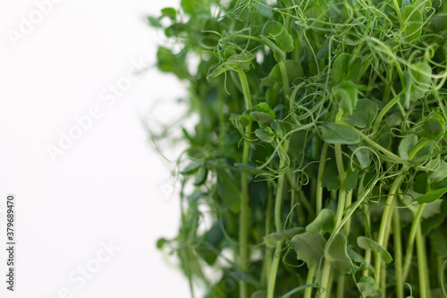 Fresh pea microgreen sprouts isolated on white background