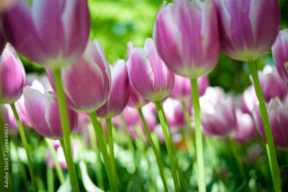 purple tulips in spring, flower garden, netherlands