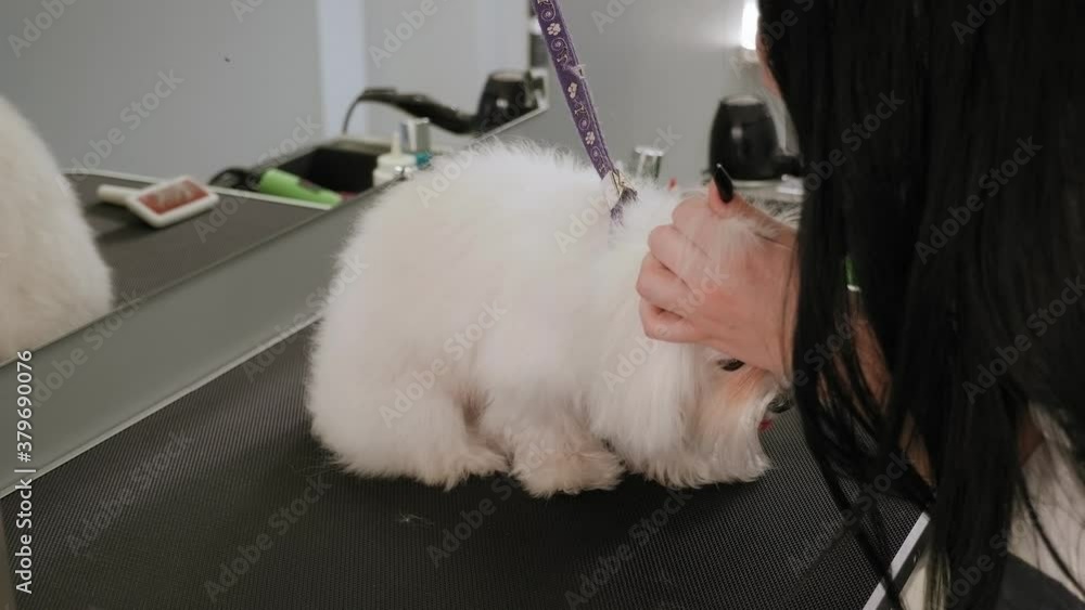 Close-up of a female groomer combing a Bichon Bolognese with comb. Little dog in grooming salon getting haircut. Close-up of a female groomer combing a Bichon Bolognese with comb. Little dog in grooming salon getting haircut.