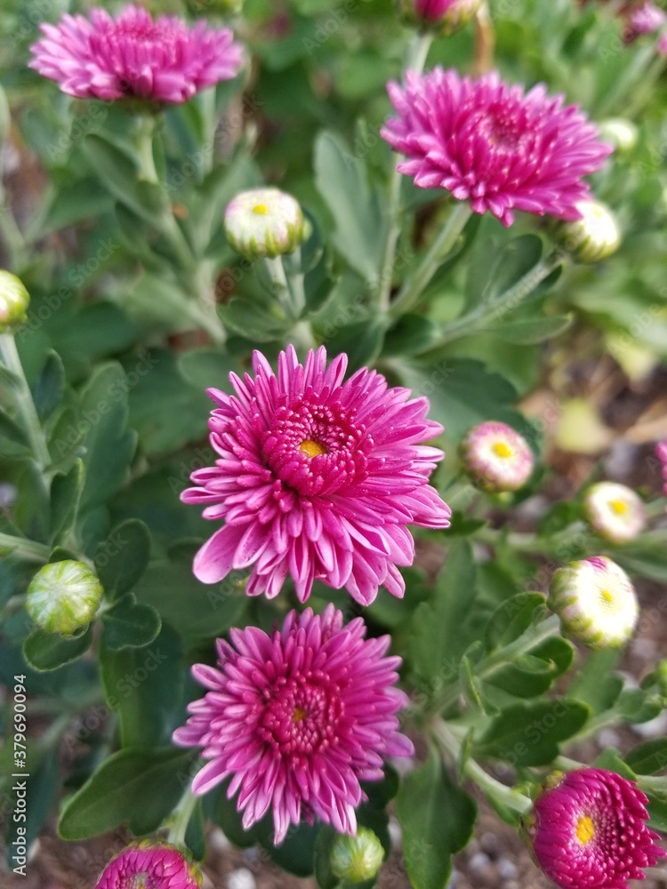 Obraz premium pink flower