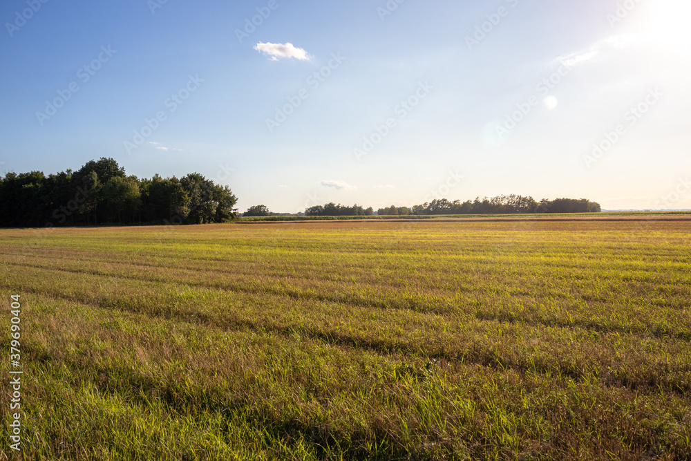 field of grass with blue sky