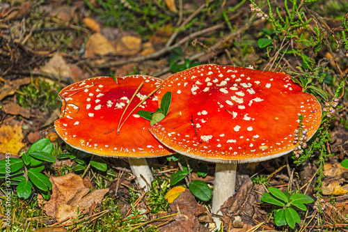 Fly agaric two is a poisonous mushroom