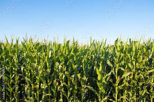 Canvas Print corn field in summer