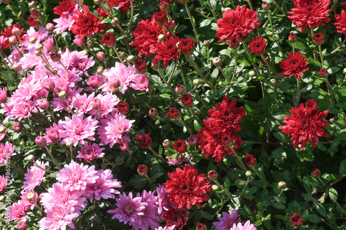 Beautiful garden blooming chrysanthemum