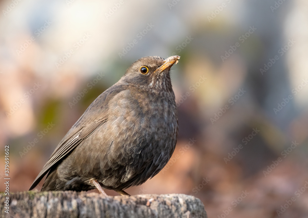 Obraz premium Female Blackbird