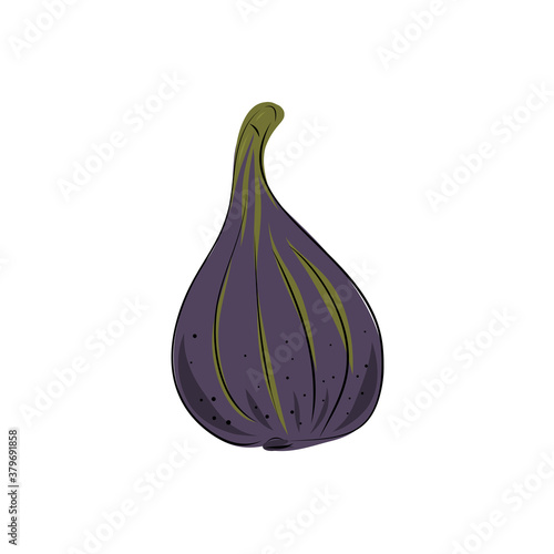 Fresh ripe delicious juicy figs whole in half and quarter. fruit isolated on white background. Vector hand drawn illustration.