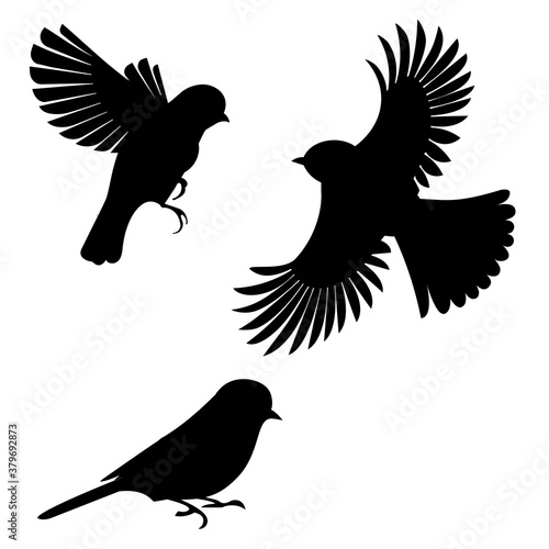 Silhouette of a flying tit