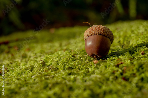 acorn on moss