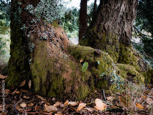 moss covered tree