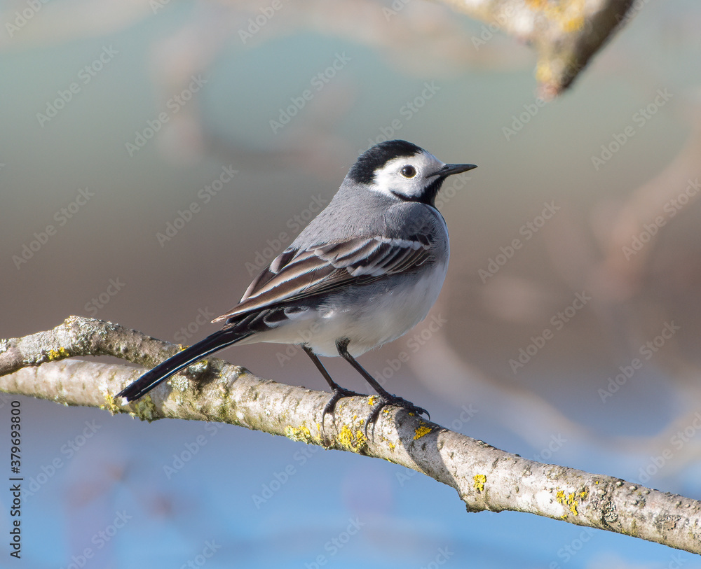 Naklejka premium White Wagtail Bird