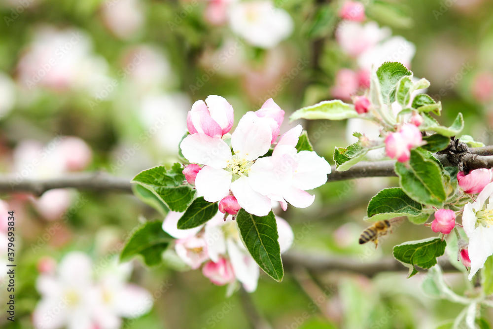 apple tree with flowers apple tree with flowers