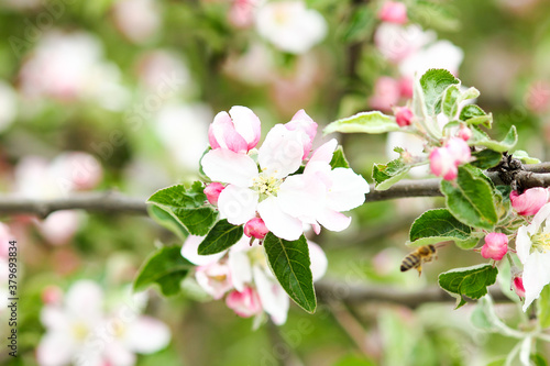 apple tree with flowers