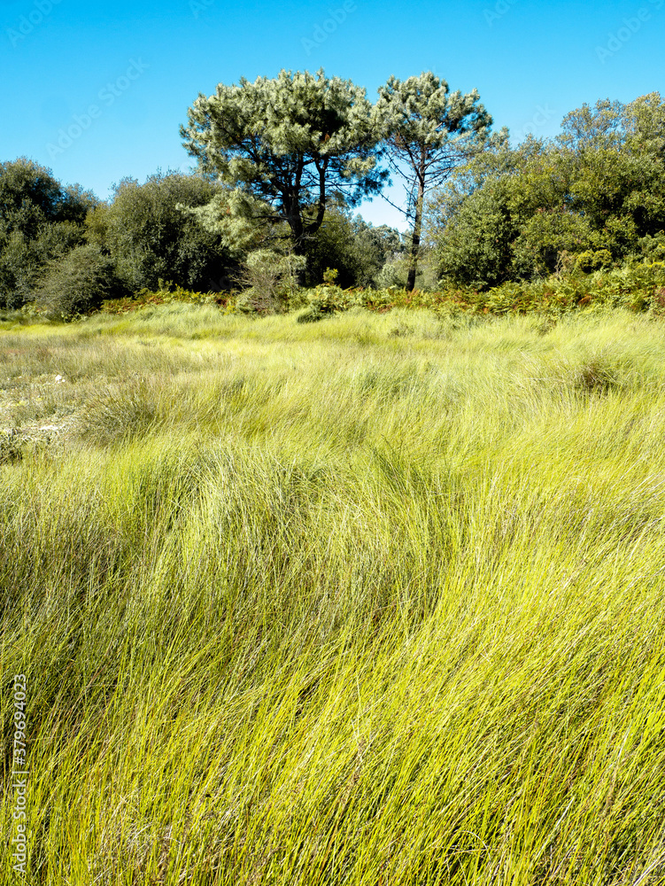 Fototapeta premium tall grasses and trees
