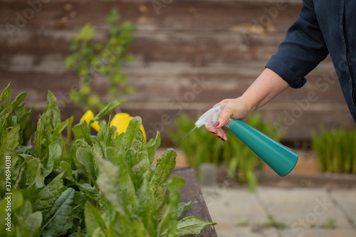 Close up female gardener growing plants in outdoor garden, woman spraying fertilizer vegetables herbs, lettuce, salads, food growing, organic products, sustainable zero-cost gardening, pest control