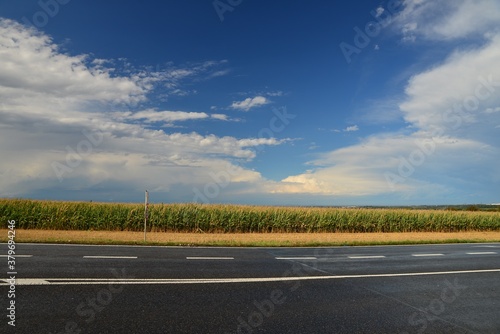View of a road near a corn field with white clouds in the background. Road after the rain. Road by the corn field. Ready for harvest.