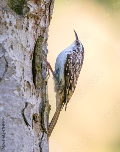 Treecreeper on tree