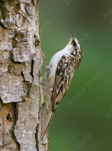 Treecreeper on tree