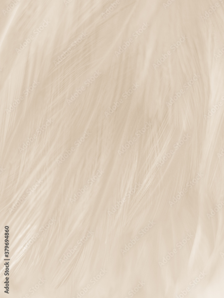 Beautiful abstract gray feathers on white background and soft white feather texture on white pattern and brown background, brown feathers Beautiful abstract gray feathers on white background and soft white feather texture on white pattern and brown background, brown feathers