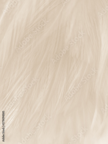 Beautiful abstract gray feathers on white background and soft white feather texture on white pattern and brown background, brown feathers