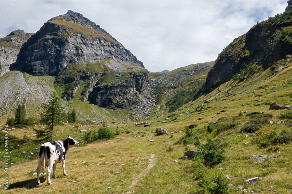 Holstein Friesian dairy cow, alone and lost in alpine landsape