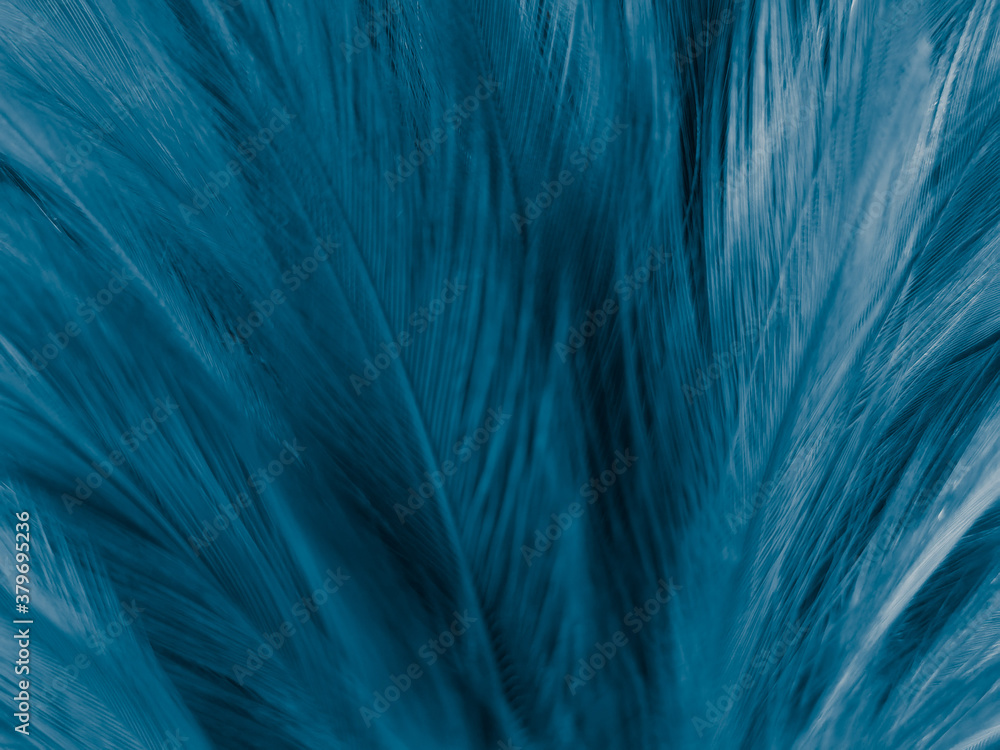 Obraz premium Beautiful abstract blue feathers on white background and soft white feather texture on blue pattern and blue background, feather background, blue banners