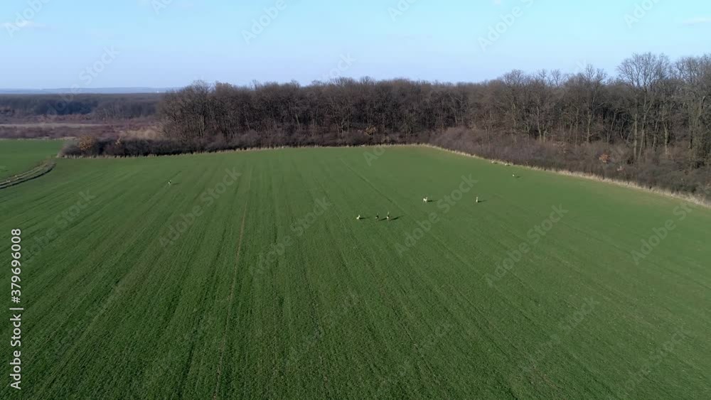 Deer Running Open Field Morning Drone Aerial Shot Deer Running Open Field Morning Drone Aerial Shot