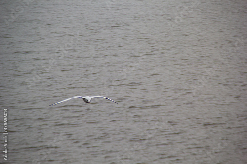seagull in flight © Денис Жердев