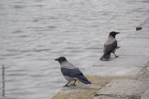 crows on the river bank