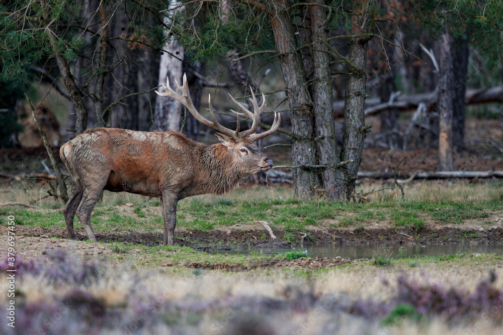 Obraz Red deer stag in the rutting season walking on a heath field in the forest of National Park Hoge Veluwe in the Netherlands