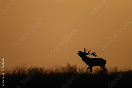 Red deer stag in the rutting season bellowing on a hill at sundown in National Park Hoge Veluwe in the Netherlands © henk bogaard