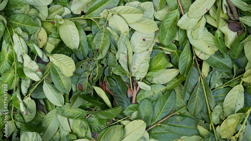 Laurel Leaf Hedge Trimmed, Gardening, Dead Leaves on Floor 