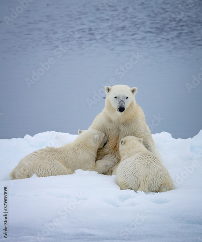 Female polar bear nurses cubs on ice in Norway