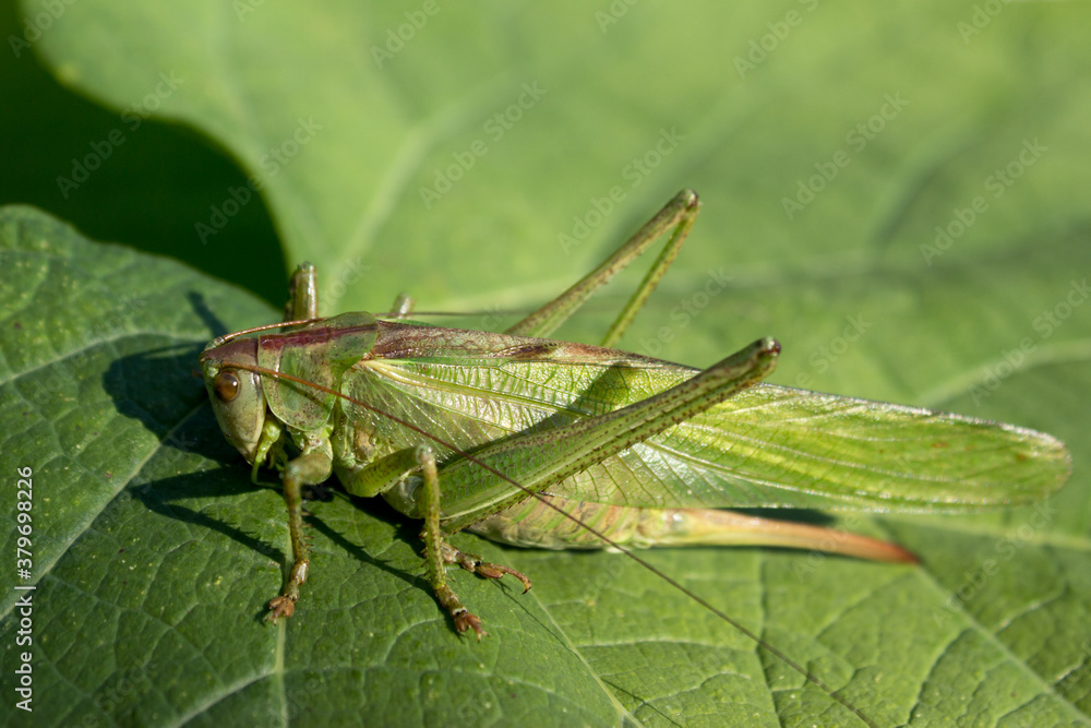 Fototapeta premium Green grasshopper on the leaf