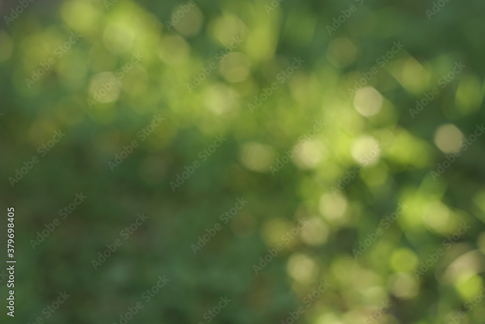 Obraz premium green background with light green bokeh
