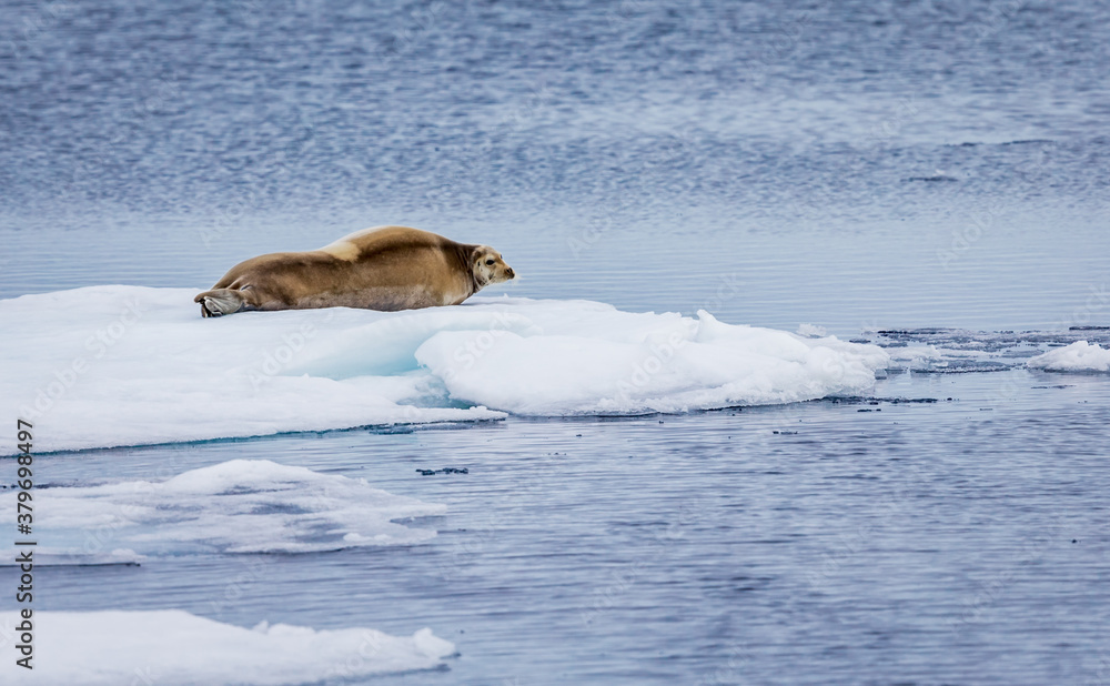 Fototapeta premium Huge bearded seal rests on ice floe in Artic