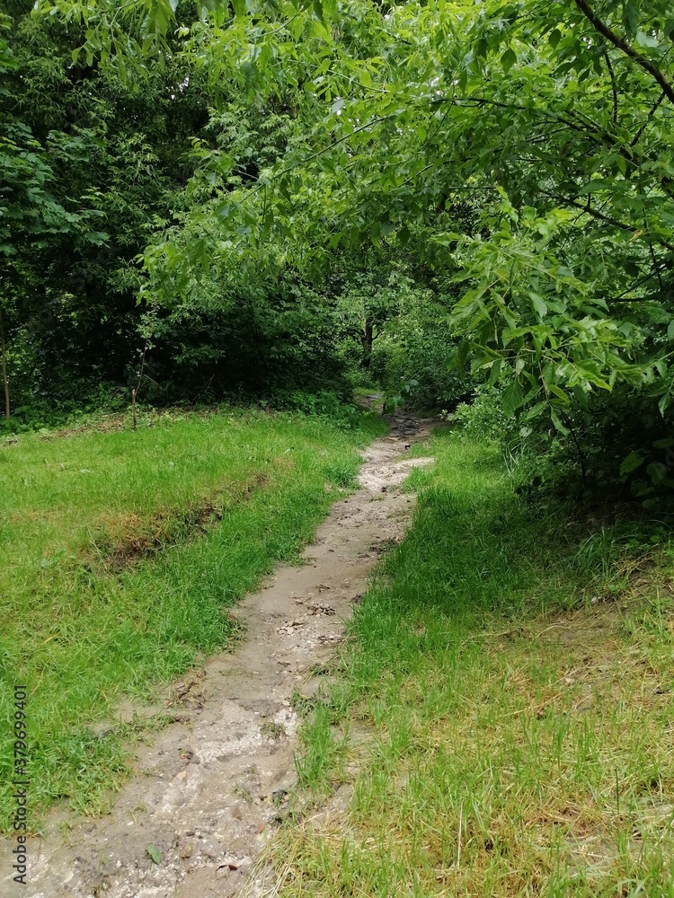 Fototapeta premium path in the forest