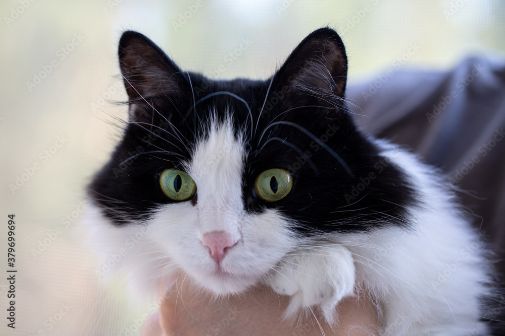 A cute black and white domestic cat sits in the owner's arms. Life style. Pets, veterinary medicine.