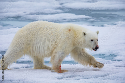 Large dangerous polar bear on an ice flow in Arctic