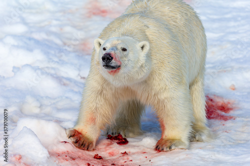 Photo Large male polar bear covered in blood after feeding on a seal