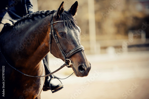 Equestrian sport. Portrait sports brown stallion in the bridle.