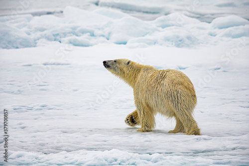 Large Male polar bear walks with nose in the air to sense prey