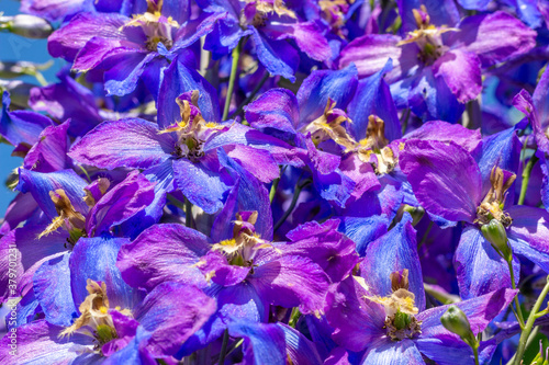 Natural background of bright purple-blue delphinium or larkspur flowers. Selective focus